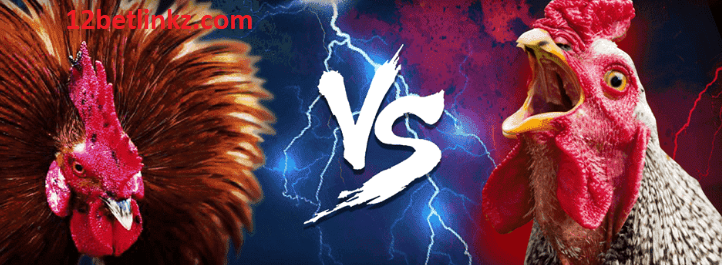 Cá cược đá gà