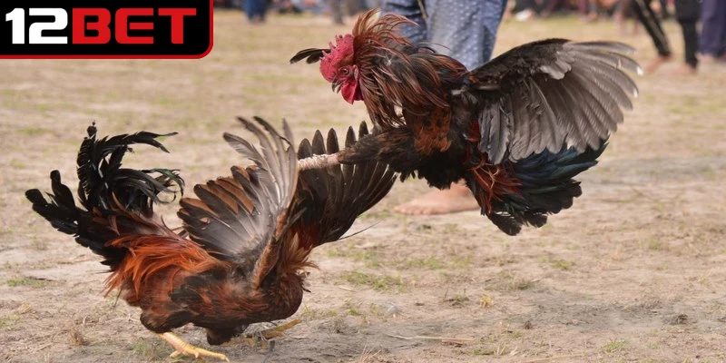 Đá gà ăn tiền là hình thức đặt cược và tham gia trực tiếp vào các trận đấu