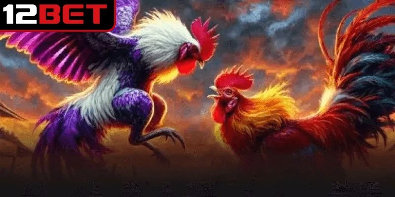 Những chiến kê có khả năng tung đòn nhanh sẽ có cơ hội thắng