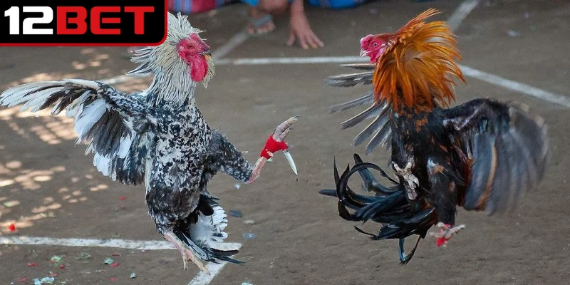 Các trận đá gà cựa sắt trực tuyến vẫn tuân thủ nghiêm ngặt các quy định về luật