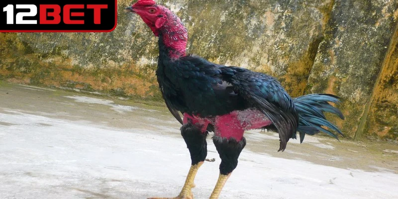 Gà đòn Bình Định là một trong những giống chọi danh tiếng nhất