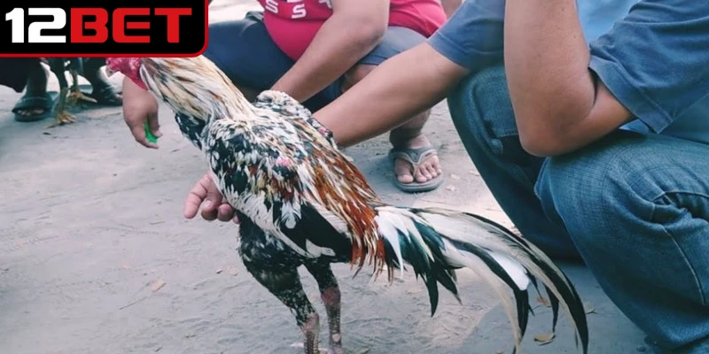 Gà đá Cao Lãnh là dòng chiến kê nổi tiếng của miền Tây Nam Bộ