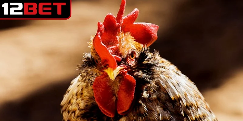 Phanat là dòng chiến kê Thái Lan nổi bật với thân hình khỏe mạnh 