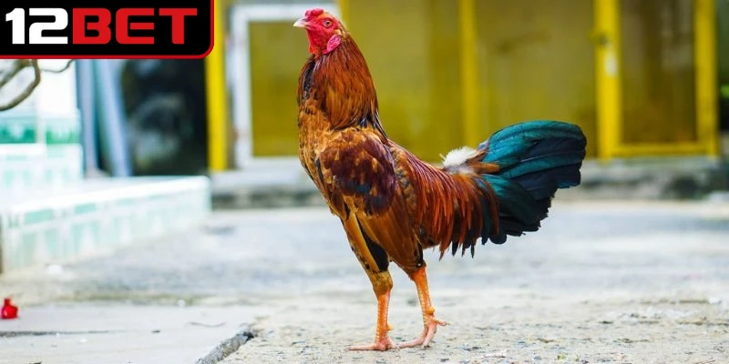 Vảy gà án thiên nằm sát đầu gối, thường ở vị trí cao nhất trong hàng nội của chân