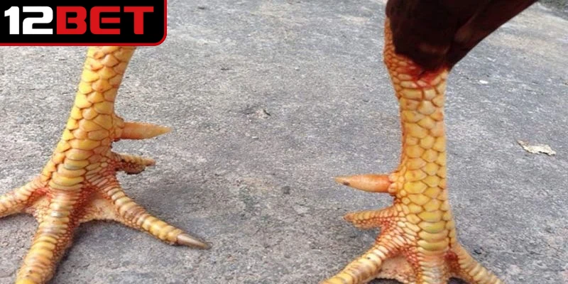 Ý nghĩa đặc biệt của vảy gà án thiên đối với khả năng thi đấu của chiến kê