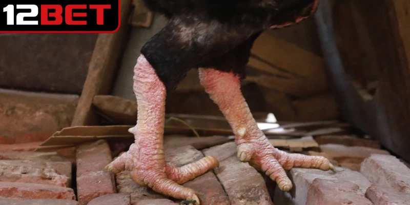 Bật mí cách chọn và nuôi chiến kê vảy gà tam tài