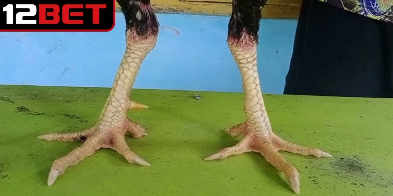 Nhận biết vảy gà tam tài không quá khó nhưng đòi hỏi sự quan sát tỉ mỉ 